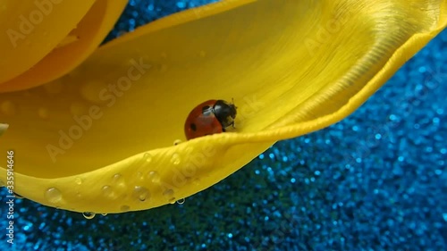 Video.Macro. Ladybug in the petal of a yellow tulip is washed.
