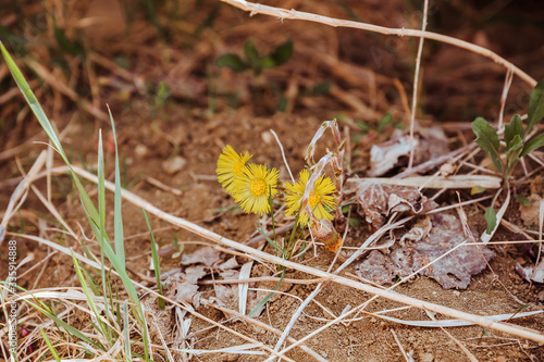 yellow spring flowers on sandy soil,flowers mother and stepmother in spring,spring yellow primroses in a clearing