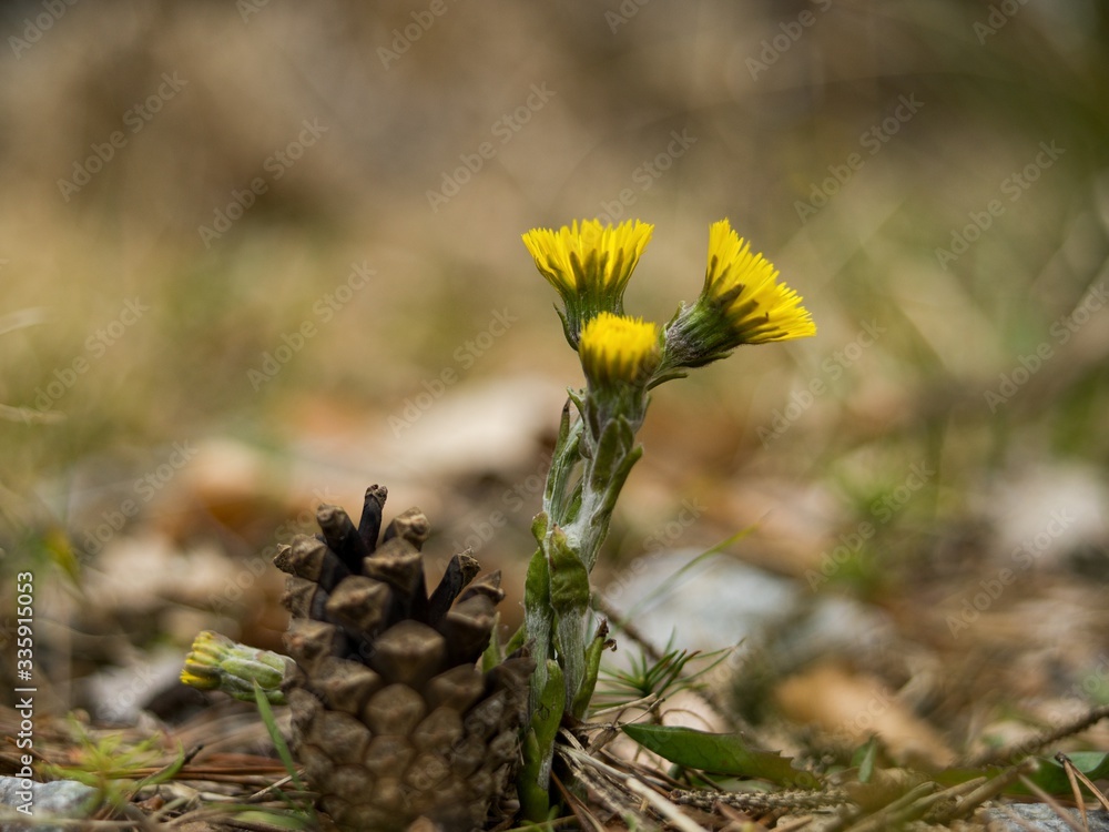 Tussilago farfara is a yellow medicinal herb for respiratory illness. Tussilago farfara is a yellow medicinal herb for respiratory illness.