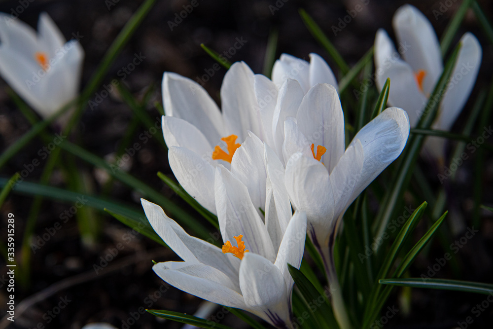 white crocus flowers