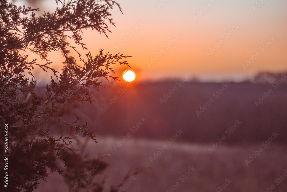 sunset in the forest sunset in the forest