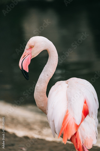 pink flamingo on a blurry background