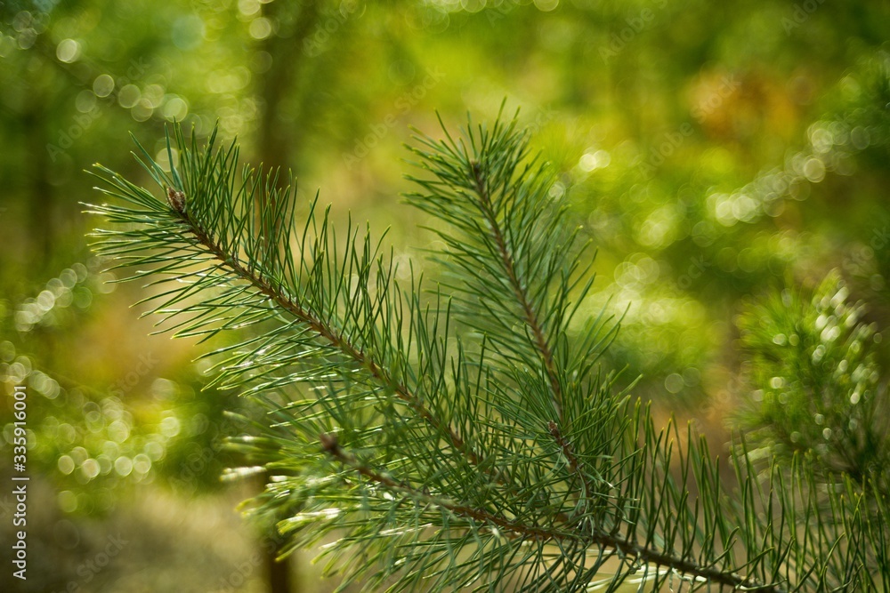 Green pine needles twig close-up on nature background. Green pine needles twig close-up on nature background.