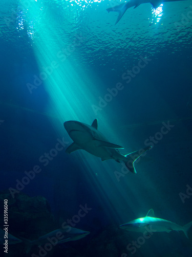 Shark in water © Алексей Комиссаров