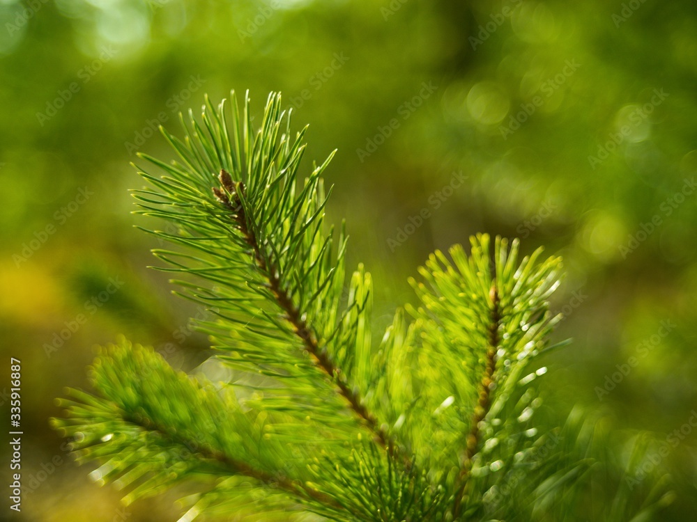 Green pine needles twig close-up on nature background. Green pine needles twig close-up on nature background.
