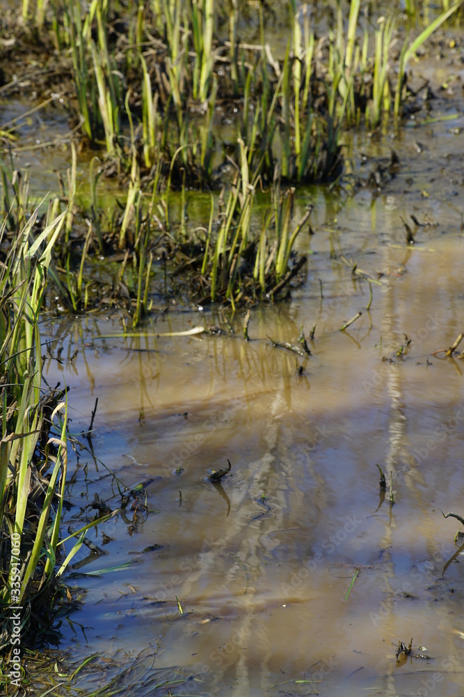 Water nature reflexions of plants during spring Water nature reflexions of plants during spring