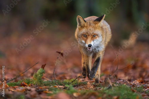 Red fox from front closeup view. Beast of prey in the forest. Autumn season. Vulpes vulpes © Stanislav Duben