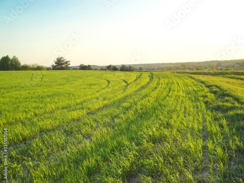panoramic view of lines of young shoots on big green field. Plowed agricultural field ready for seed sowing  planting process. ploughed soil. Sunny countryside lanscape