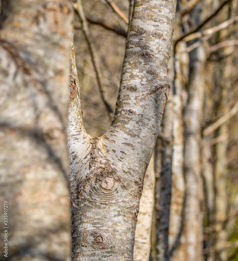 Naklejka premium Birch Tree In the wild