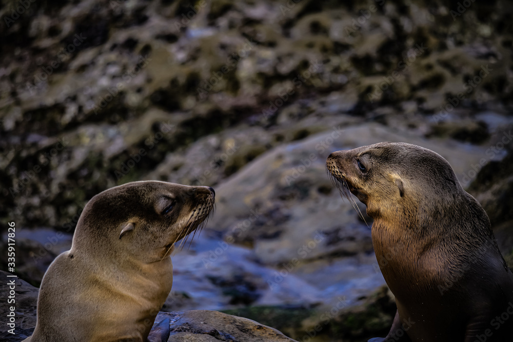 Naklejka premium Sealion