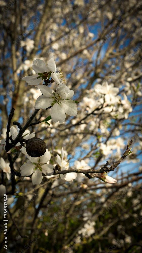 Almond blossoms. Almond flower trees at spring. Almond blossoms. Almond flower trees at spring.