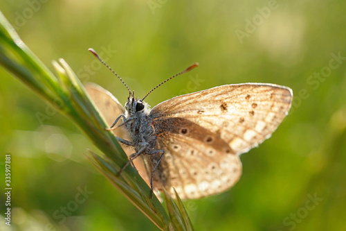 Nahansicht eines Schmetterlings - Bläuling © Revilo Lessen