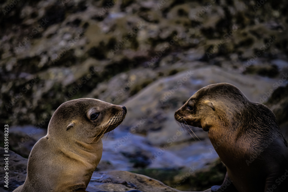 Naklejka premium Sealion