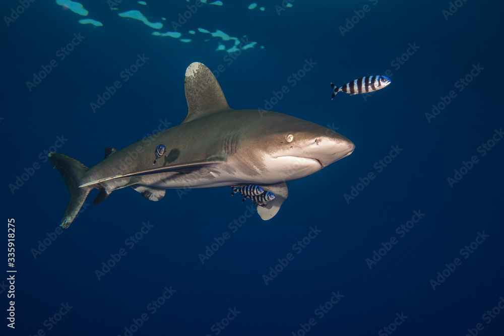 Naklejka premium Ocean white tip shark at Red Sea