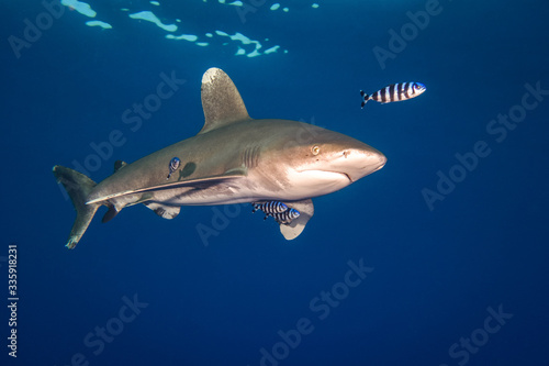 Ocean white tip shark at  Red Sea