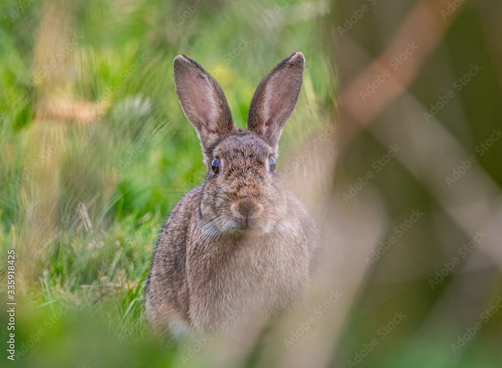 Rabbit Look Rabbit Look