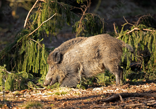wild boar, sus scrofa, spring behavior, Europe nature, mammal life, Life in the forest, wild boar in the nature, wild boar in the forest, wild pig, hidden life