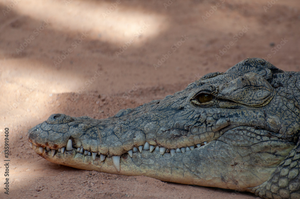 Obraz premium Crocodile at the zoo in valencia