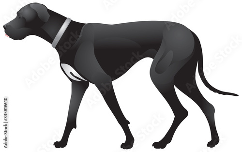 Dog Great Dane walk, a German breed of domestic dog known for its large size realistic vector illustration from the Dog Show series, Pennsylvania state dog