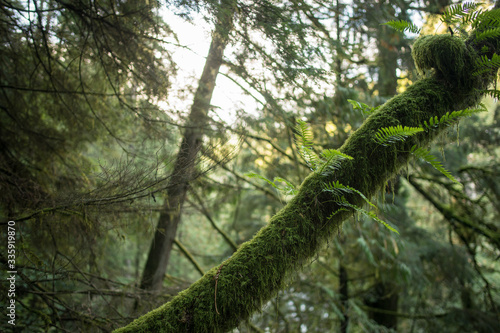tree in the forest,British Columbia,treetops,Capilano