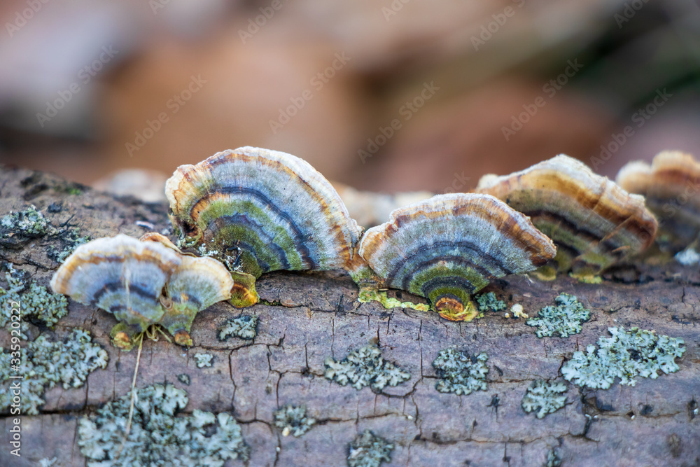 Obraz premium Turkey tail mushroom (Trametes versicolor) growing in the woods