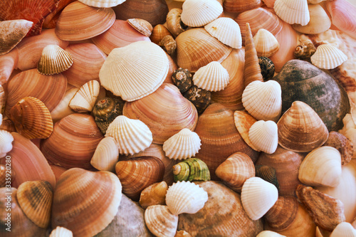 background of seashells pattern