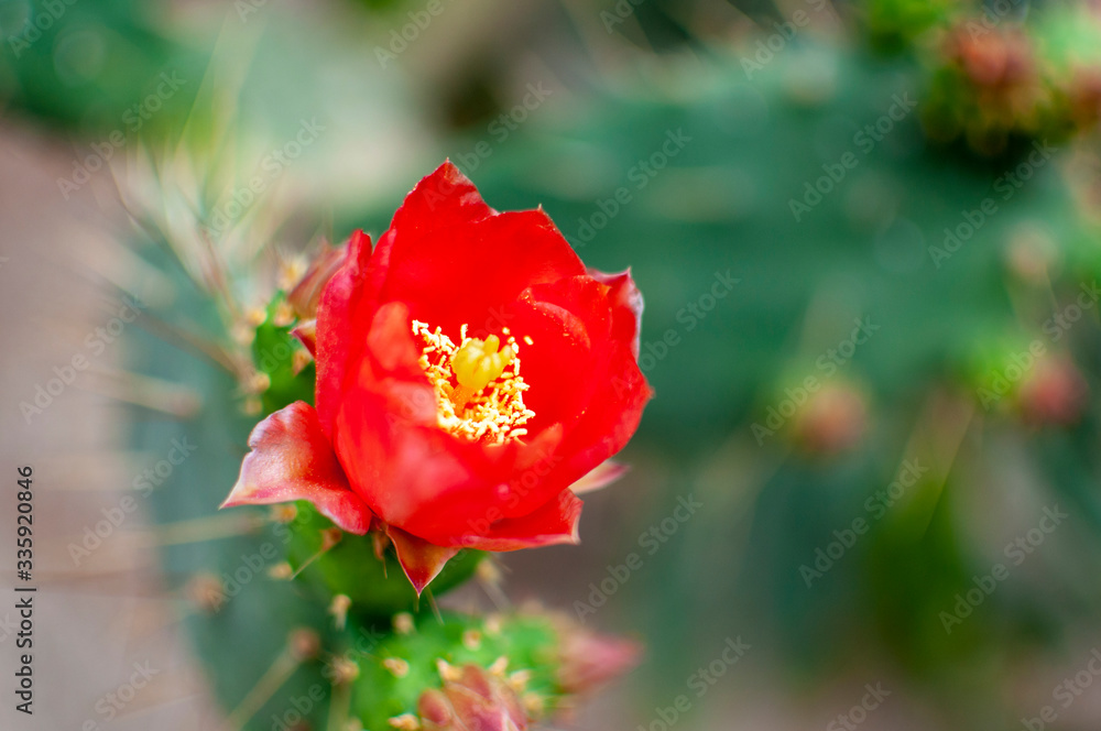 Obraz premium Red flower grown on the plant