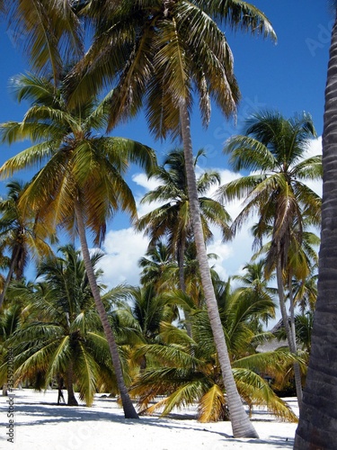 palme e sabbia e mare sull isola di Saona a Santo Domingo
