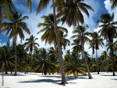 palme e sabbia e mare sull'isola di Saona a Santo Domingo © bons
