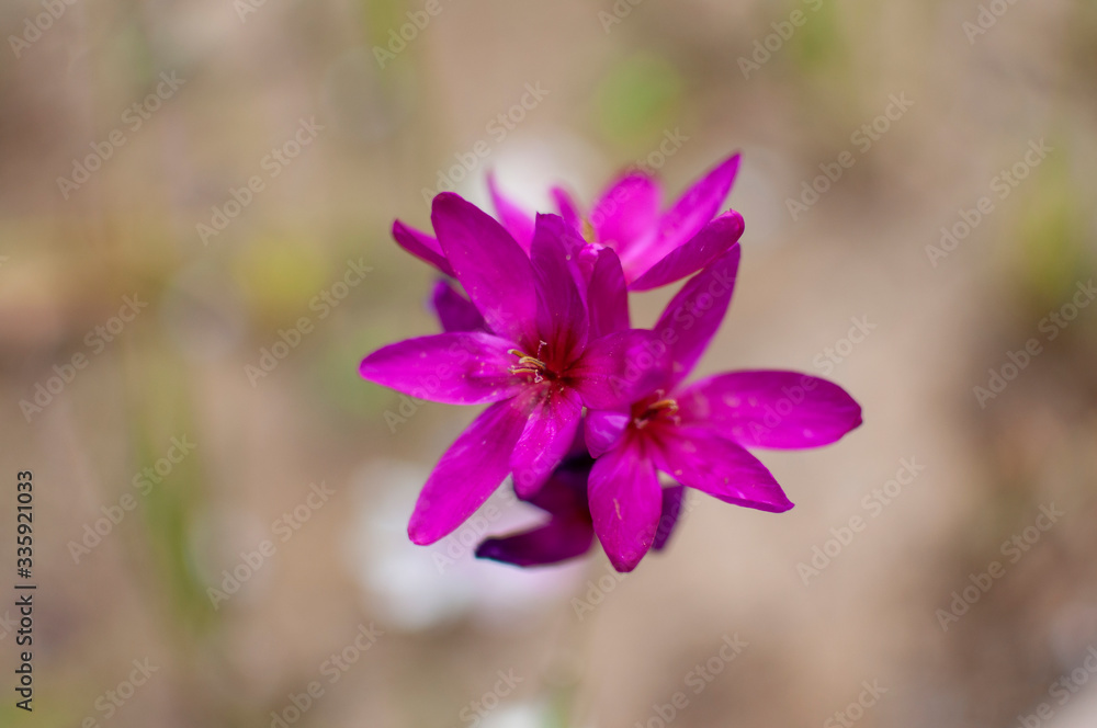 Fototapeta premium Purple flower grown on the plant