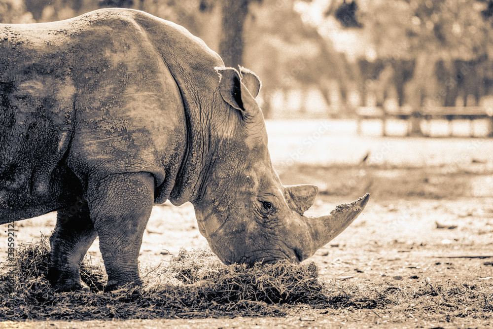 Obraz premium Close up of Rhino or Rhinoceros eating grass. Black and white.