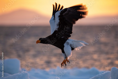 The Steller's sea eagle, Haliaeetus pelagicus  The bird is flying in beautiful artick winter environment Japan Hokkaido Wildlife scene from Asia nature. came from Kamtchatka.. photo