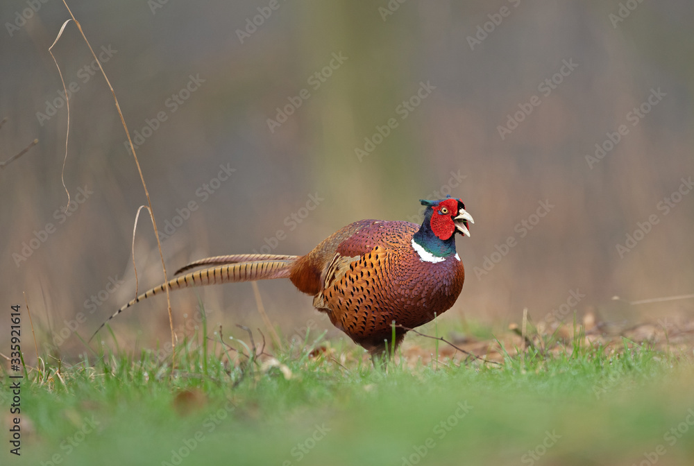 Fototapeta premium Common pheasant, phasianus colchicus, spring behavior, Europe nature