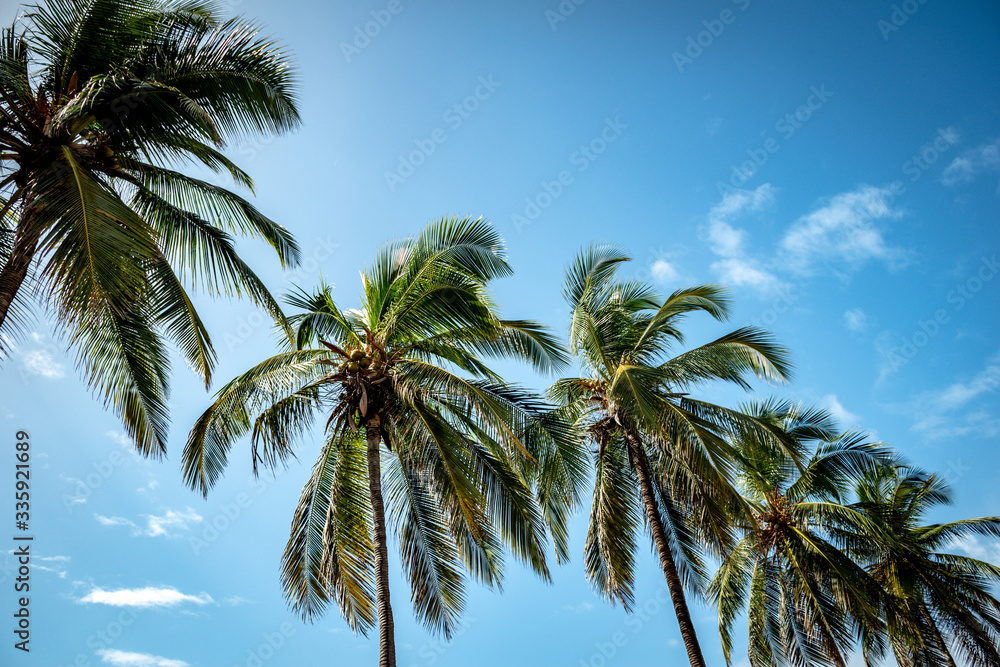 Palmeras en el cielo