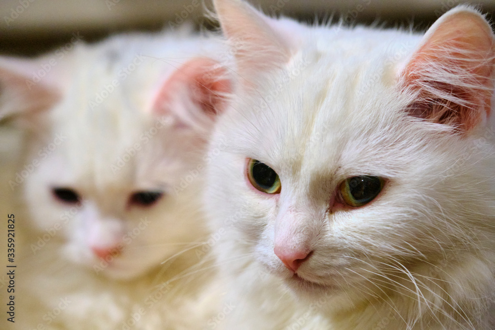 Two white cats lie on a pillow