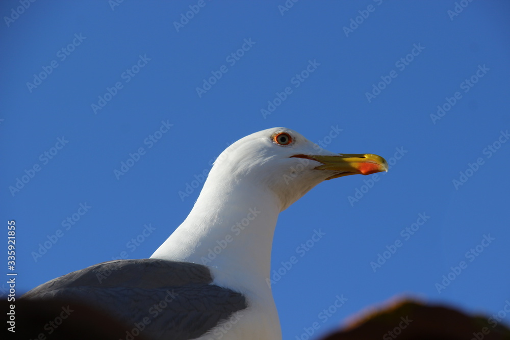 Seagull on a background of blue sky Seagull on a background of blue sky