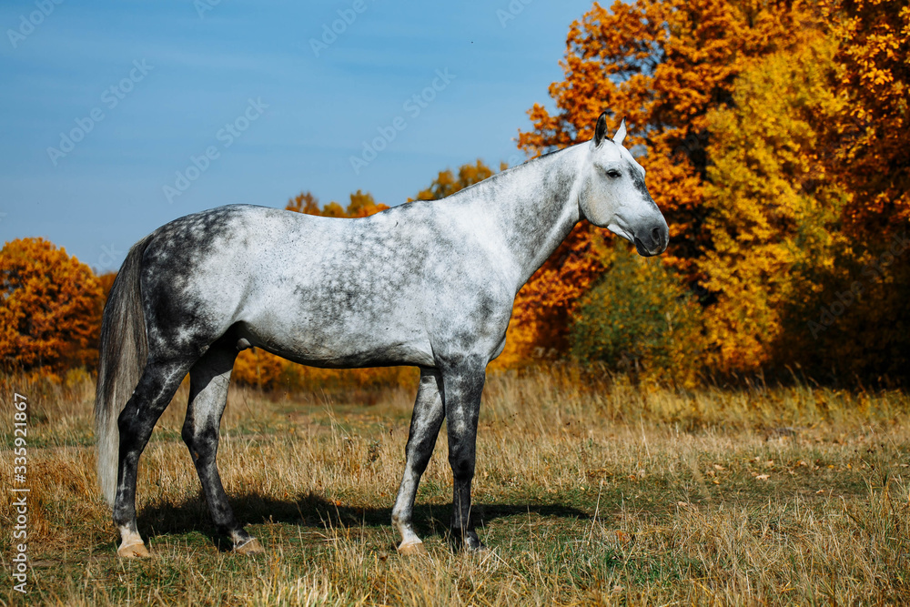 Grey RHLD breed horse standing in the field. Exterior photo, breed body type. Grey RHLD breed horse standing in the field. Exterior photo, breed body type.
