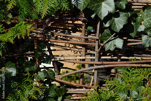 Background and frame made of ivy, evergreen and other branches that surround an old fence in spring