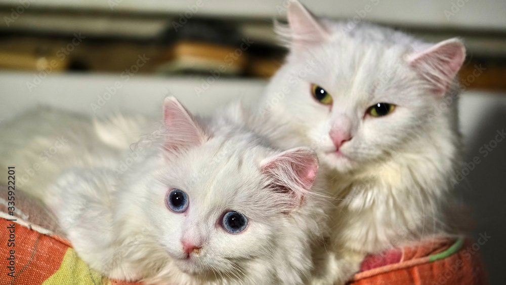 Two white cats lie on a pillow