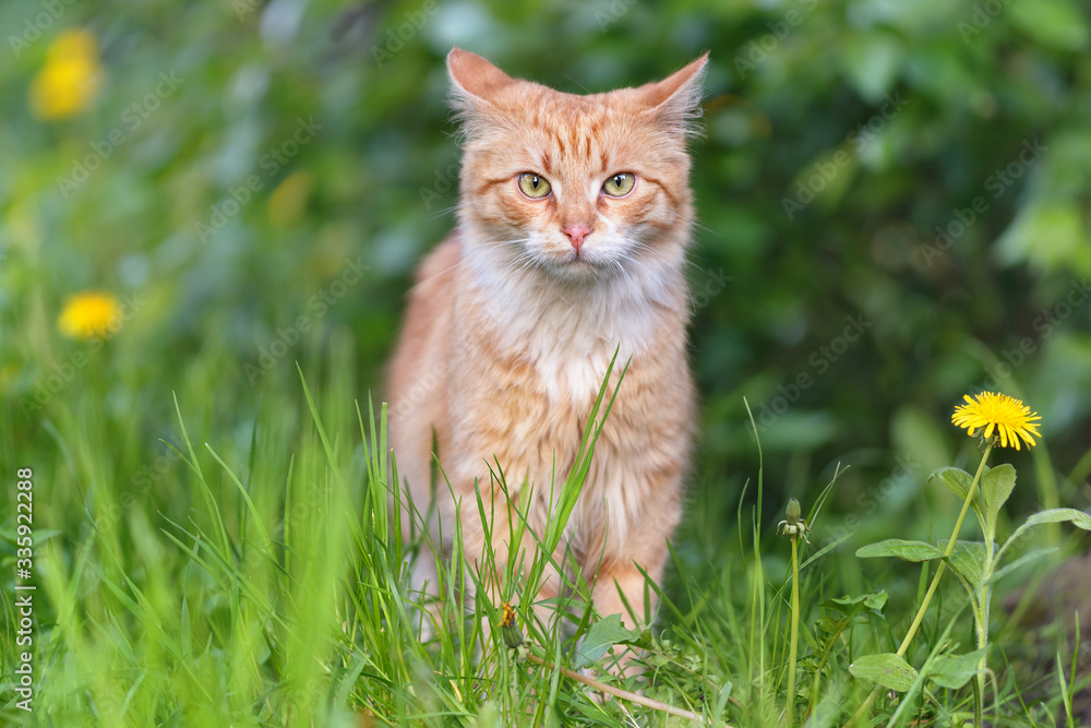Cat in the grass of red color. Summer or spring season. Selective focus on the eyes.