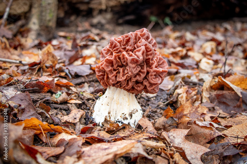 Carolina false morel (Gyromitra caroliniana) growing in leaf litter