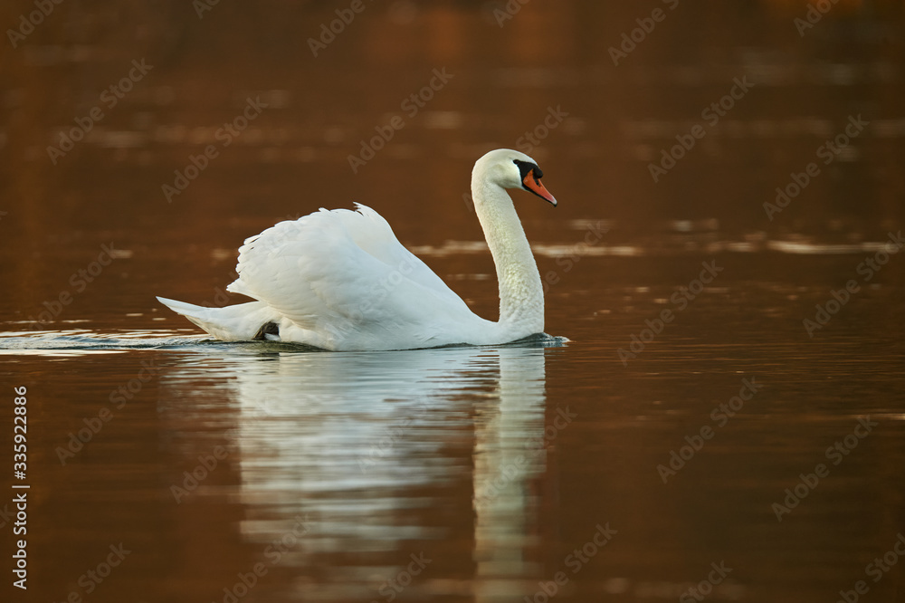 Obraz premium Mute swan, Cygnus olor, swiming.