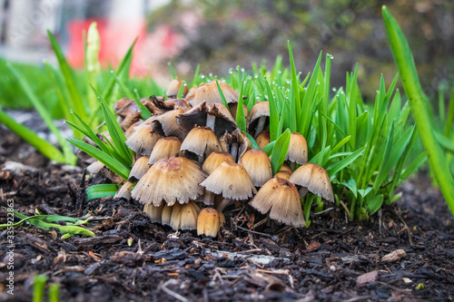 A cluster of mica cap mushrooms (Coprinellus micaceus) growing in mulch photo