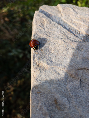 Red and Black Ladybug (Ladybird Beetle) on Stone