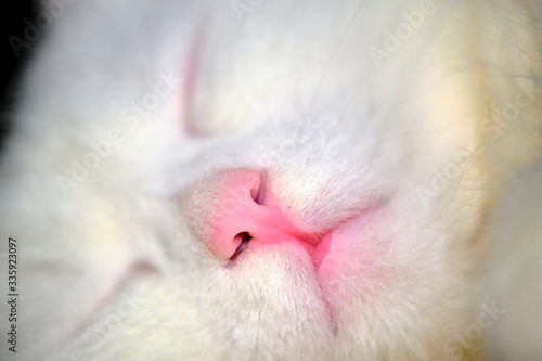 White cat sleeps close up