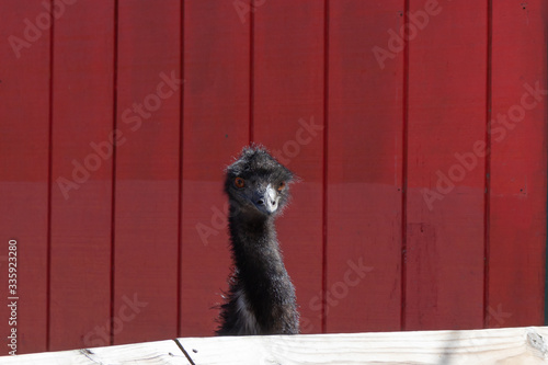 The head of a large black emu poking out from over the top of a wooden fence in Bluebird Gap Farm Park in Hampton, Virginia. photo