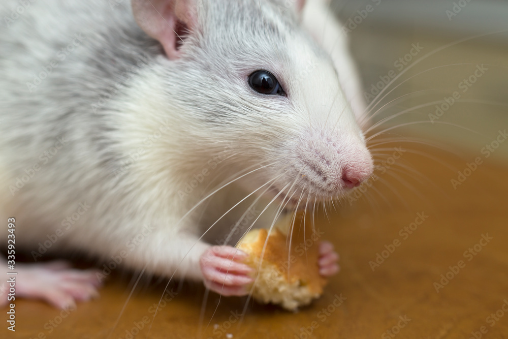 White domestic rat eating bread. Pet animal at home. White domestic rat eating bread. Pet animal at home.