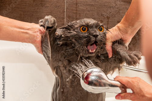 Obraz na płótnie Funny wet British cat with bright orange eyes, open mouth, tongue hanging out takes a shower. Pet hygiene concept. Wet, angry cat. w salonie
