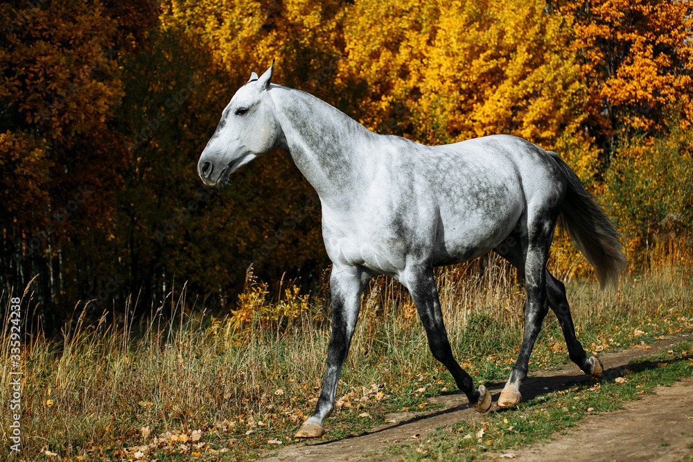 Grey stallion horse walking in the field in late autumn. Animal in motion. Grey stallion horse walking in the field in late autumn. Animal in motion.