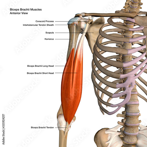 Biceps Brachii Muscles Isolated in Anterior View Labeled Anatomy on White Background photo